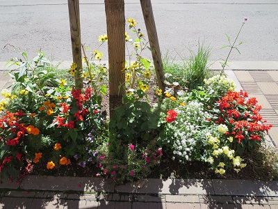 元気が出る赤、黄色系の花壇