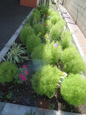 コキアとジニアなどの花壇