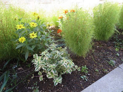 コキア花壇のパイナップルミント