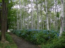 8月7日のアジサイ開花状況