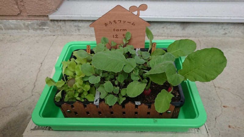 種まきした育苗箱