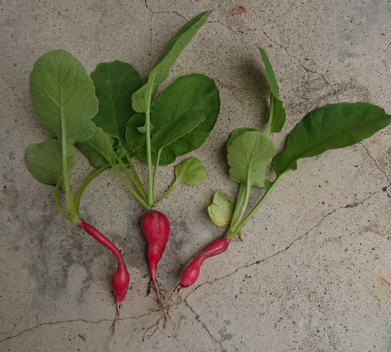 収穫したラディッシュ