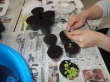 ポット上げの様子