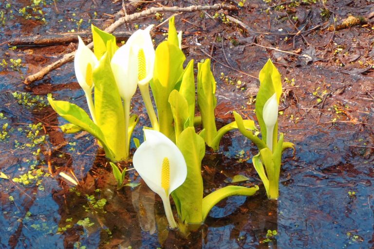 星置緑地のミズバショウ