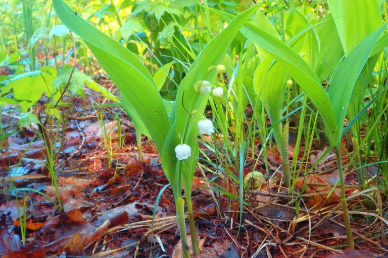 富丘西公園のスズラン