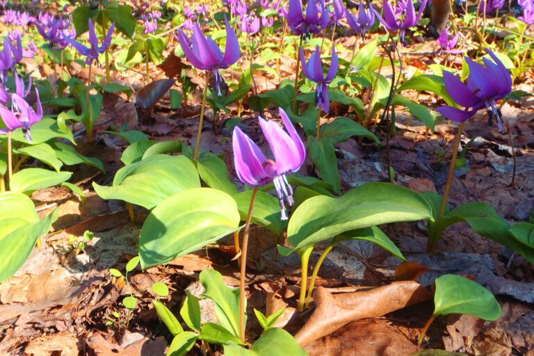 稲穂ひだまり公園のカタクリ