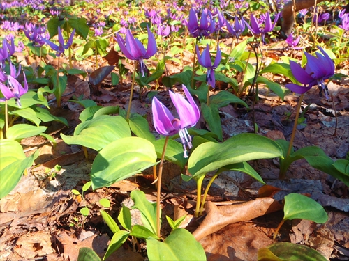 星置緑地のミズバショウ