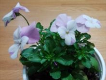 ビオラの花が咲いたところ