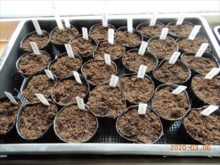 宿根草一年草多種類を育苗中の様子