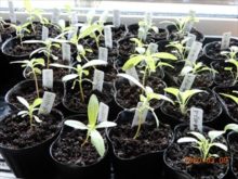 ジニア、サルビア、ノースポールの育苗の様子