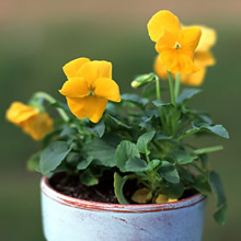 ボランティア活動保険の写真