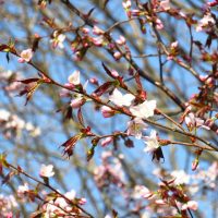 発寒西陵公園サクラ写真