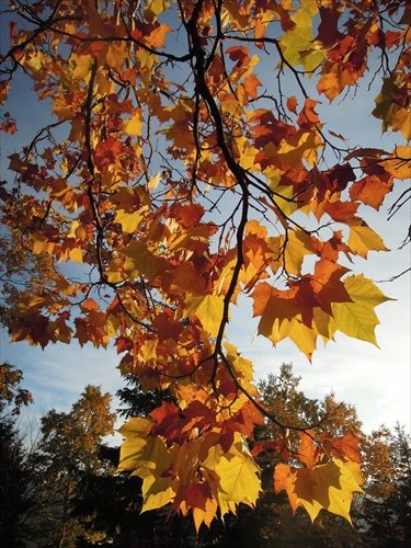 プラタナスの葉の写真