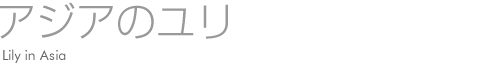 アジアのユリ
