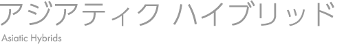 アジアティクハイブリッド