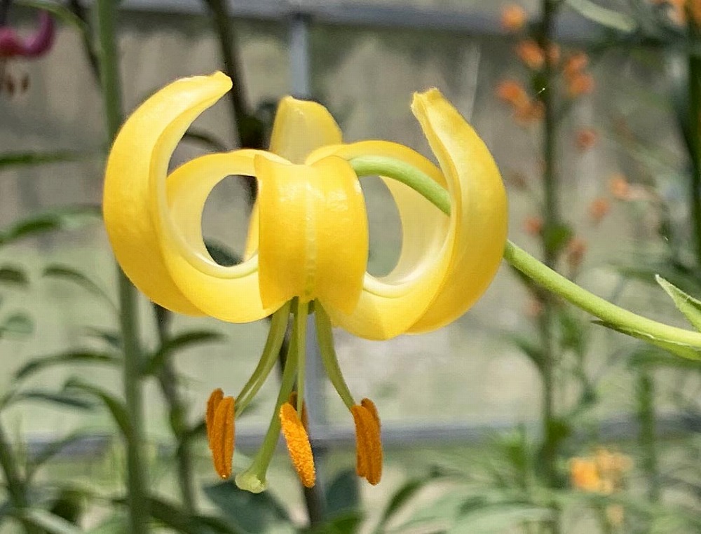 マルタゴンリリーの花色別販売 | 札幌市公園緑化協会
