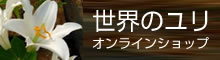 世界の百合販売