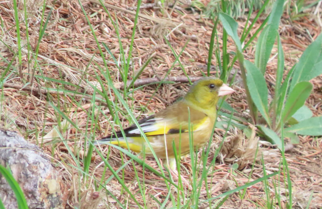 全体的に緑から黄色っぽいカワラヒワの写真