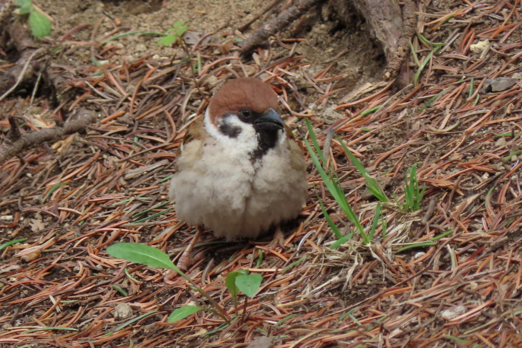 スズメの写真