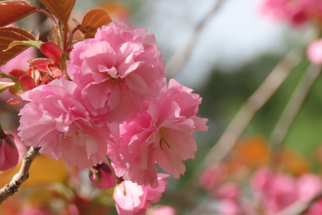 八重咲のサクラ、カンザンの写真