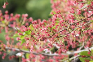 ソメイヨシノの赤いガクの写真