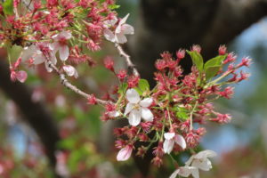 ソメイヨシノの赤いガクと数輪残っている花の写真