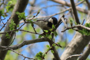 ハルニレの花を食べているヒガラの写真