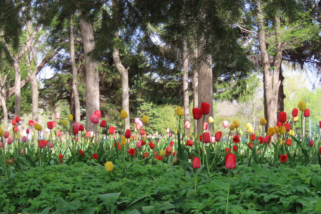 緑地の中のチューリップの写真