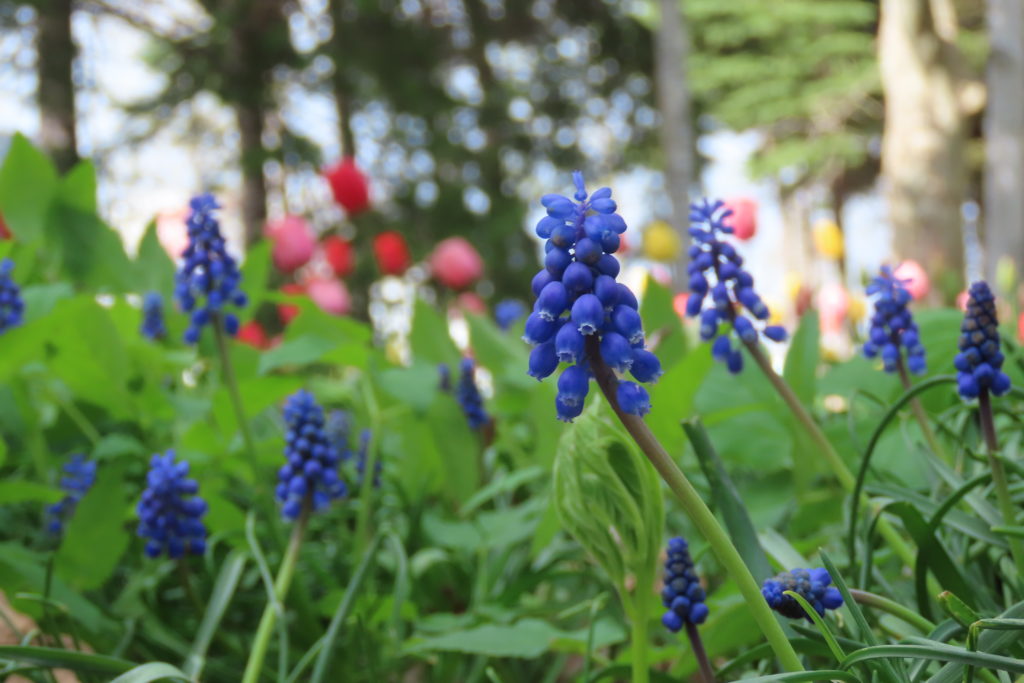 チューリップを背景にしたムスカリの紫の花の写真