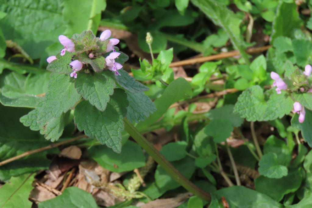 ヒメオドリコソウの写真