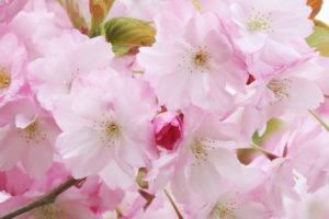 八重咲のサクラ、ベニユタカの写真