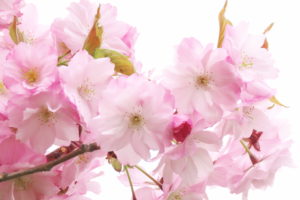 ベニユタカの写真