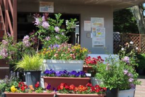 管理事務所の花の写真