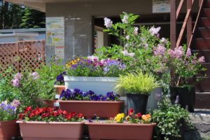 管理事務所の花の写真