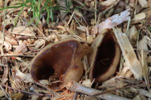 キノコの写真。品種不明