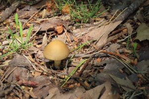 キノコの写真。品種不明