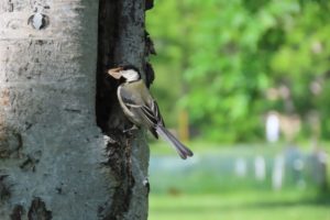巣にエサを運ぶシジュウカラの写真