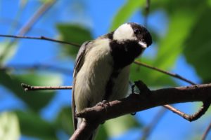 シジュウカラの親鳥が警戒してこちらを見ている写真