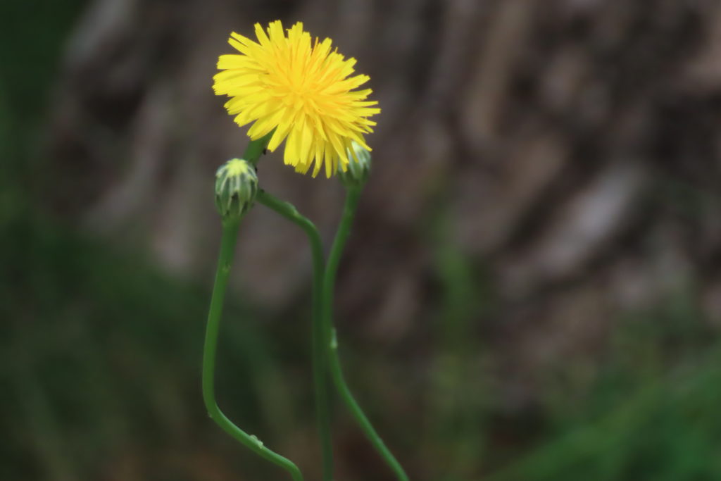 タンポポにそっくりなブタナの花の写真