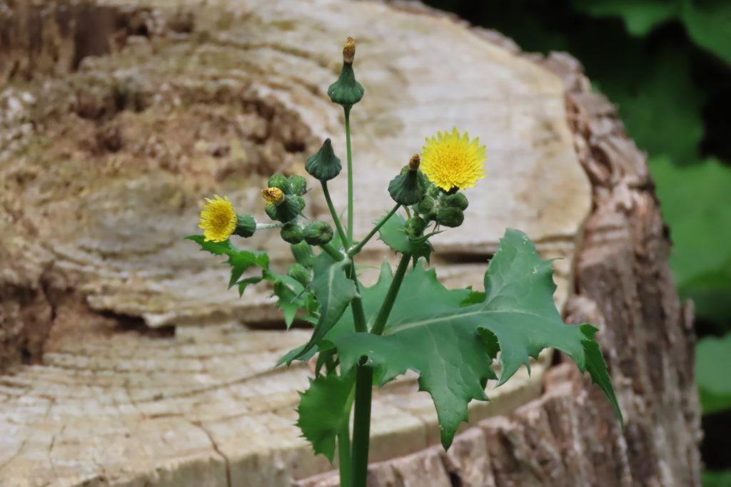 ノゲシの黄色い花の写真