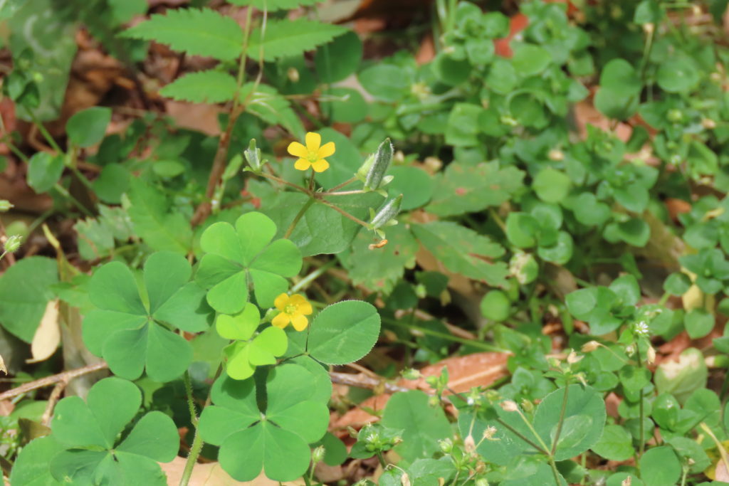 カタバミの写真