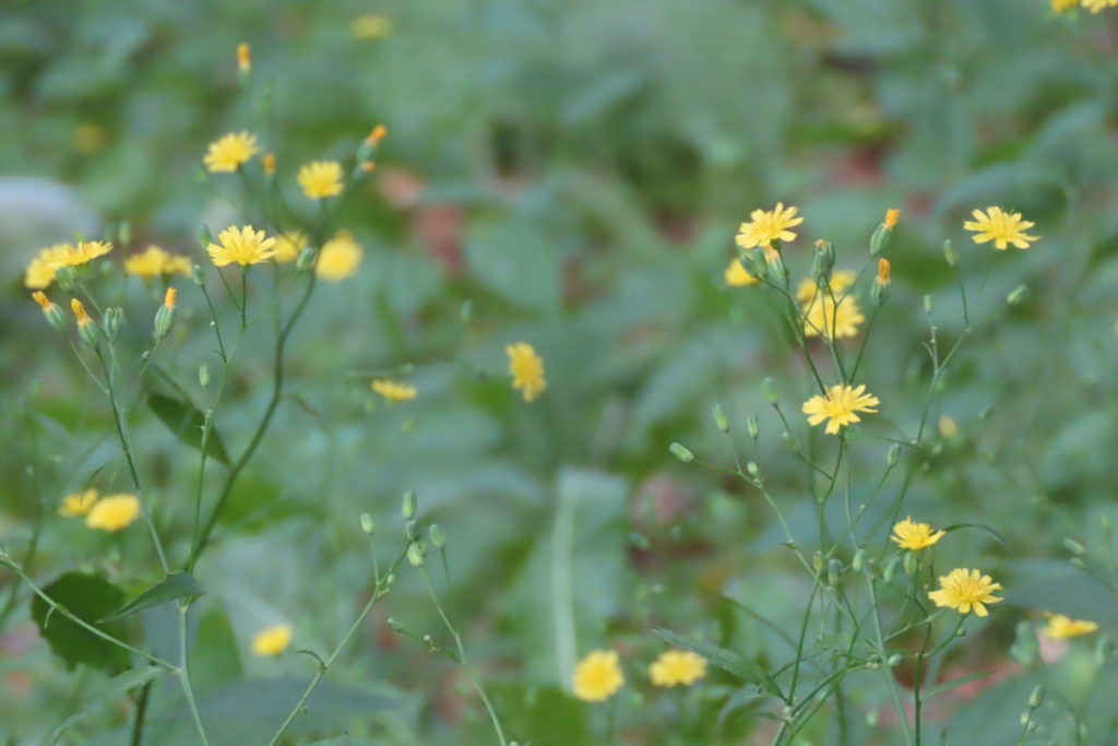 小さい黄色い花のナタネタビラコの写真