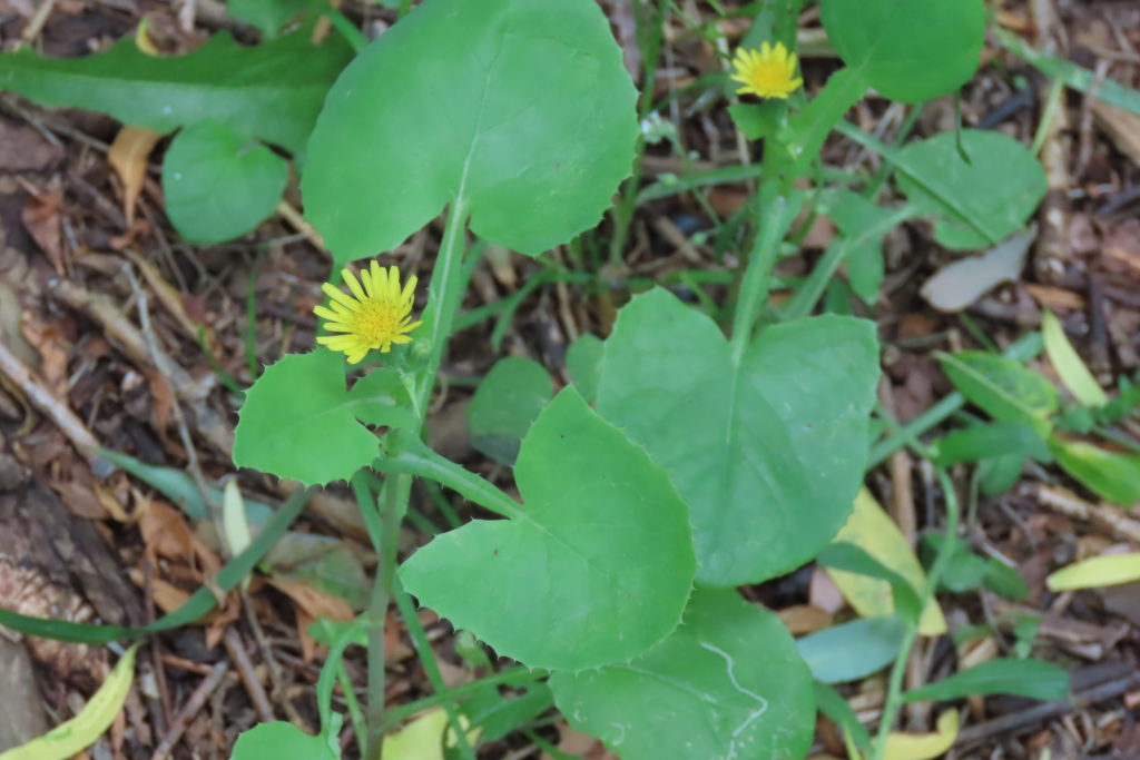 ヤマニガナの花の写真