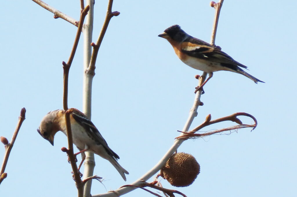 野鳥、アトリのつがいの写真