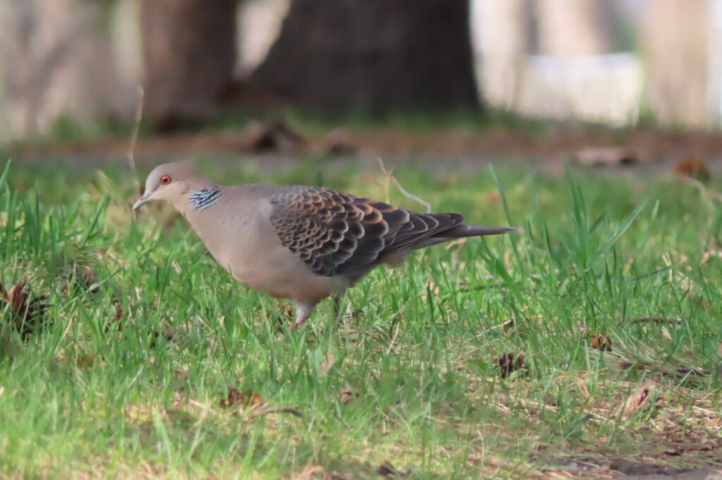 キジバトの写真