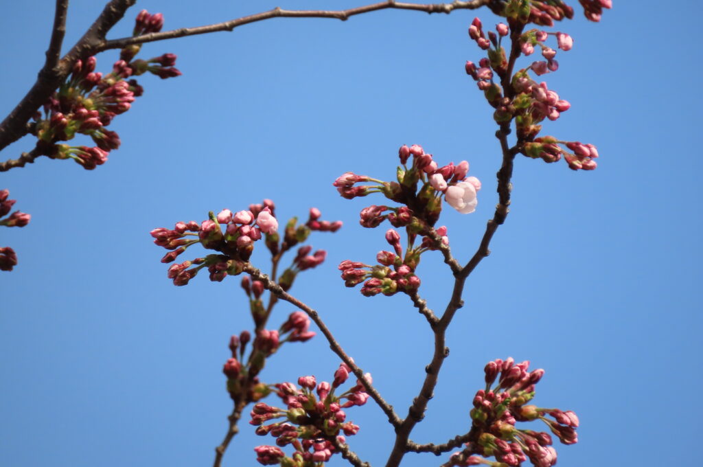 ソメイヨシノがほころび始めた写真