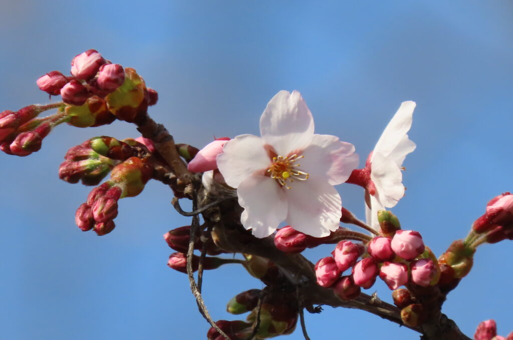 咲いているソメイヨシノの写真