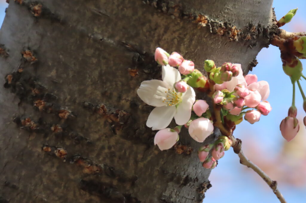 咲いているソメイヨシノの写真