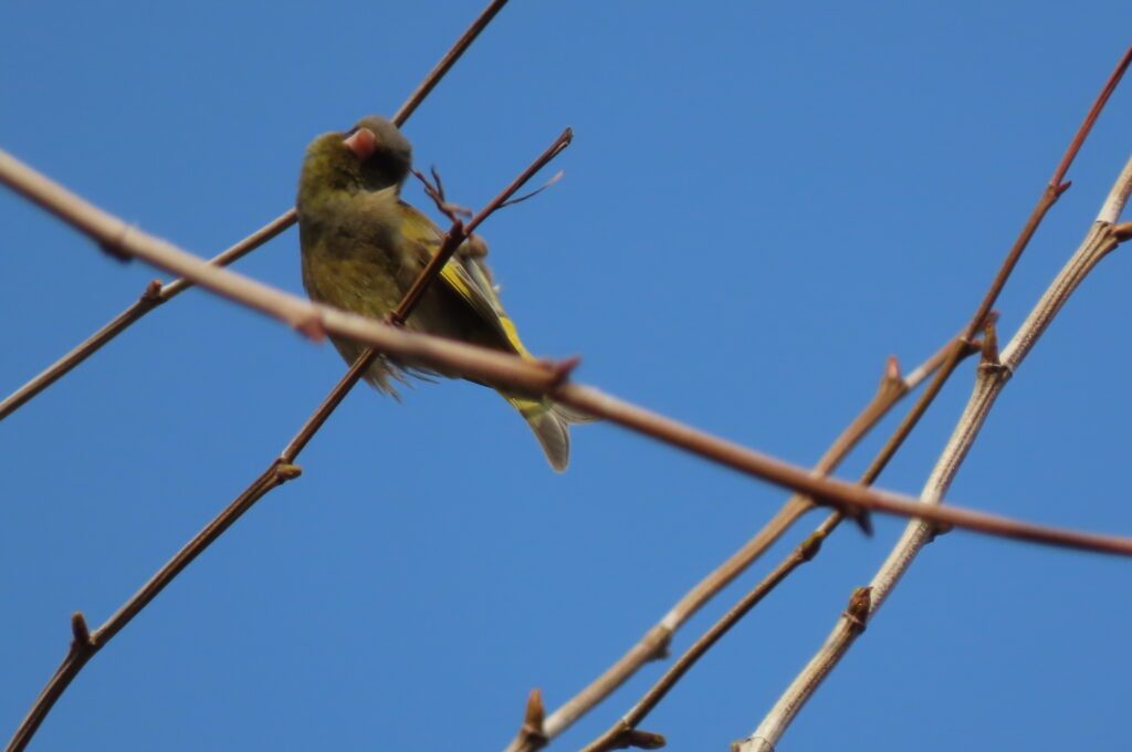 カワラヒワの写真