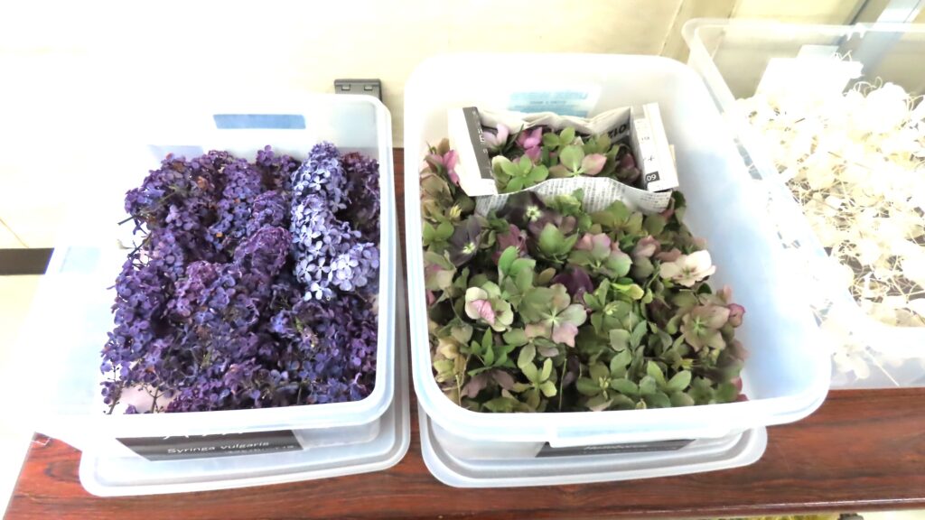 ライラックとクリスマスローズのドライフラワー